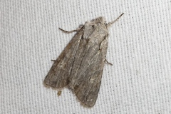 Lithophane ornitopus