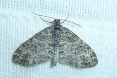 Lobophora halterata