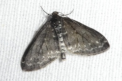 Lobophora halterata