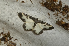 Lomaspilis marginata
