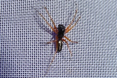 Microlinyphia pusilla