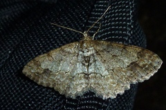 Paradarisa consonaria