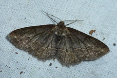 Paradarisa consonaria