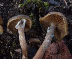Psilocybe stuntzii