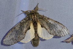 Peridea anceps