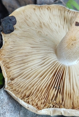 Hebeloma crustuliniforme
