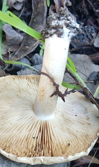 Hebeloma crustuliniforme