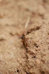 Nomada lathburiana