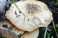 Hebeloma crustuliniforme