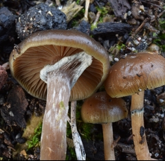 Psilocybe stuntzii