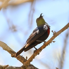 Cinnyris mariquensis