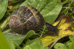 Cornu aspersum