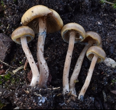 Psilocybe stuntzii