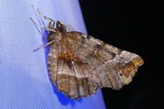 Selenia dentaria