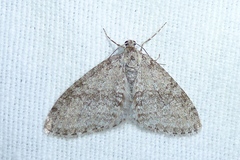 Trichopteryx carpinata