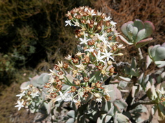 Crassula arborescens