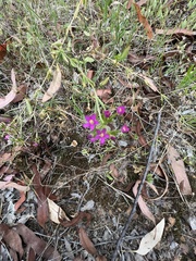 Centaurium tenuiflorum