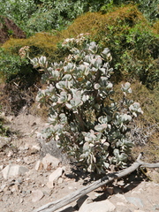 Crassula arborescens