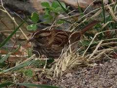 Zonotrichia albicollis