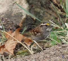 Zonotrichia albicollis