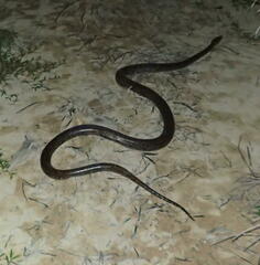 Malayopython reticulatus