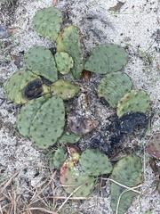 Opuntia humifusa