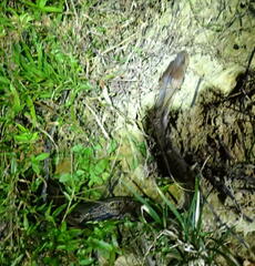 Malayopython reticulatus