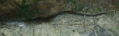 Malayopython reticulatus