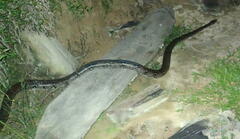 Malayopython reticulatus