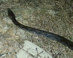 Malayopython reticulatus