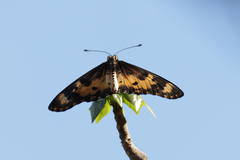 Acraea turna