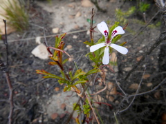 Pelargonium laevigatum