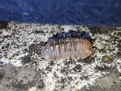 Armadillidium granulatum