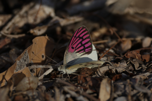 Malagasy Lilac Tip