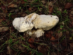 Hypomyces