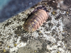 Armadillidium granulatum