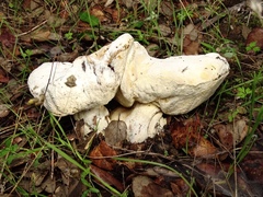 Hypomyces