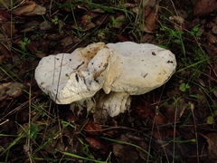 Hypomyces