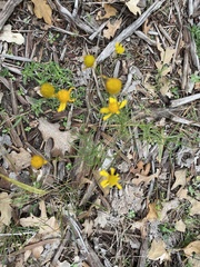Helenium amarum
