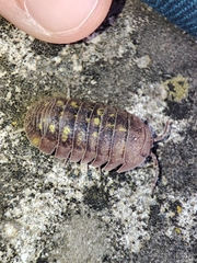 Armadillidium granulatum