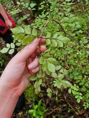 Pterophylla sylvicola
