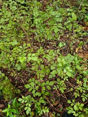 Pterophylla sylvicola