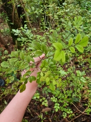 Pterophylla sylvicola