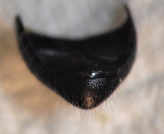 Calamosternus granarius