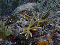 Acropora cervicornis