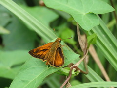 Ochlodes sylvanus