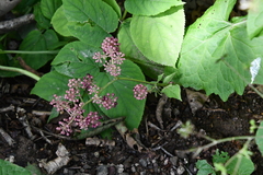 Aralia continentalis