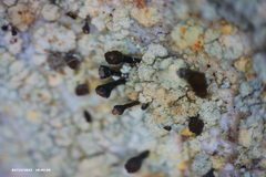 Chaenotheca ferruginea