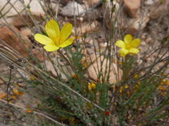 Linum africanum