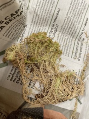 Sphagnum fallax
